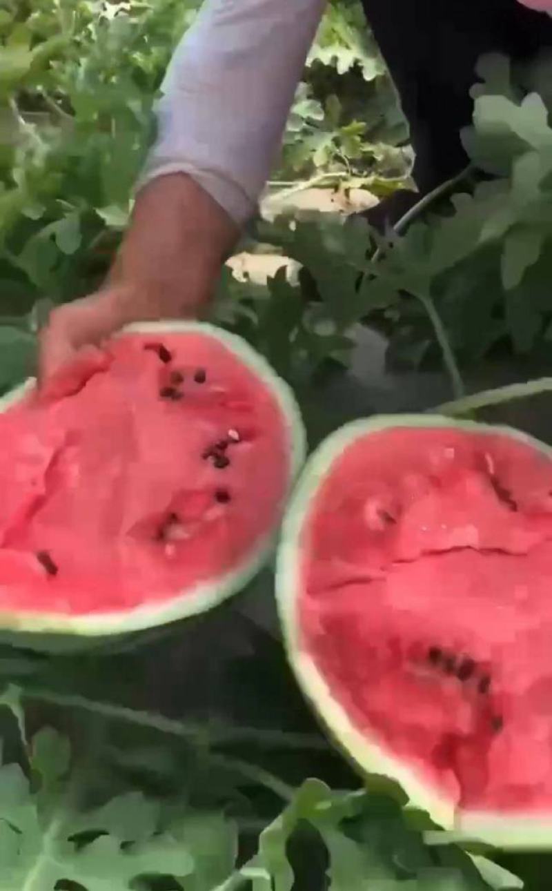 西瓜8424西瓜品质保障量大从优货源充足欢迎咨询