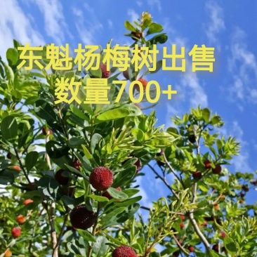东魁杨梅树