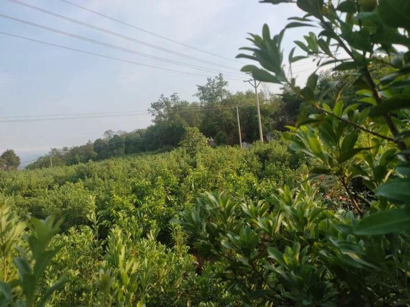 东魁杨梅树