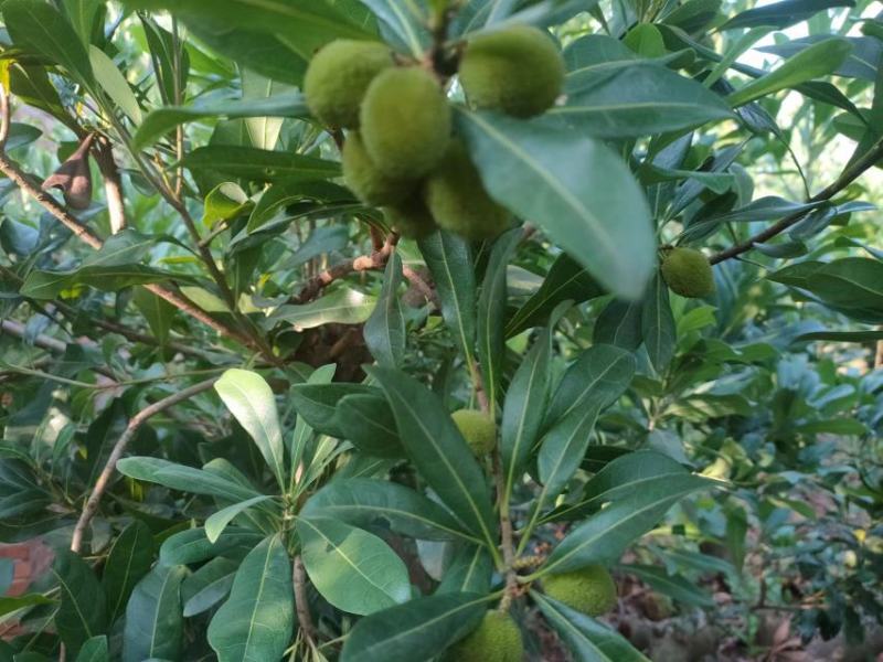 东魁杨梅树