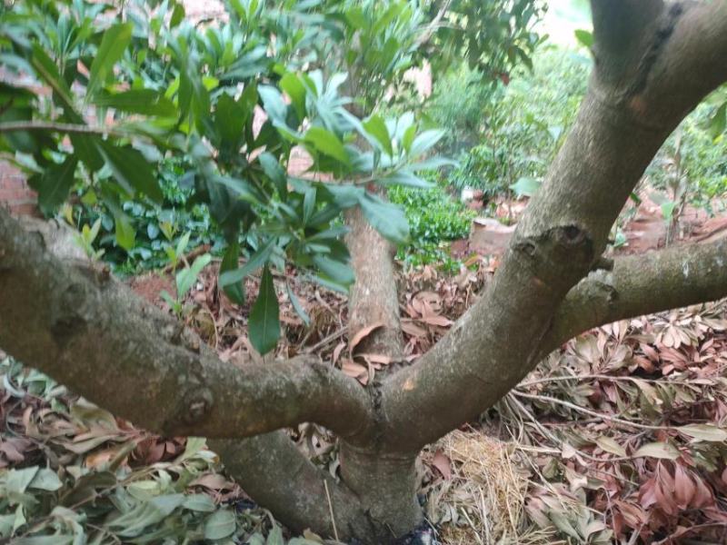 东魁杨梅树