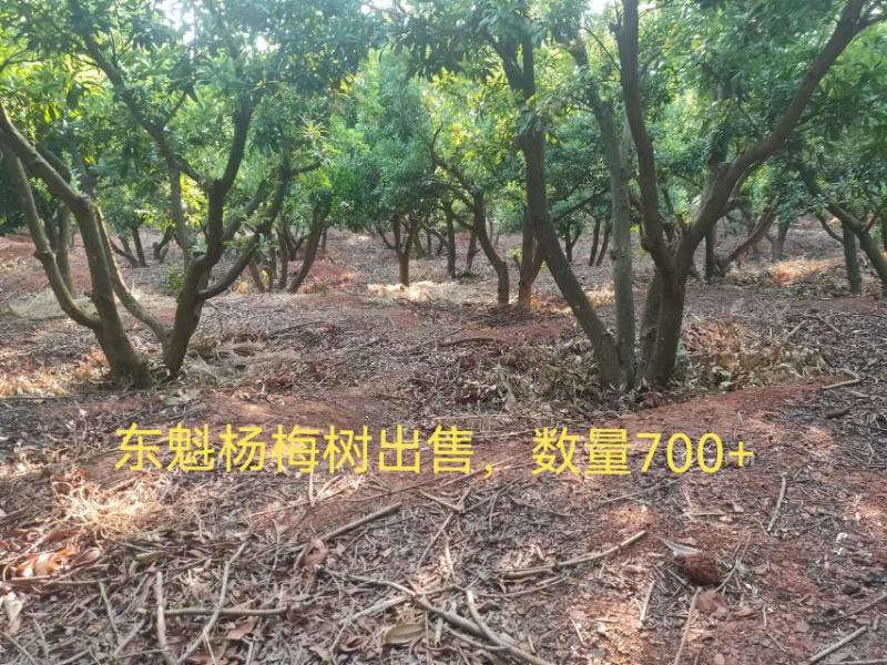 东魁杨梅树