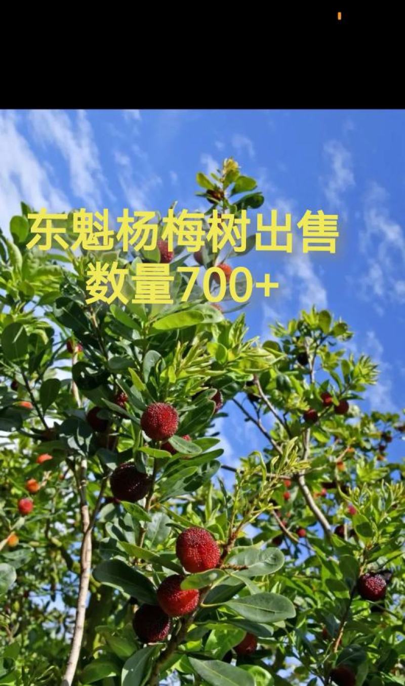 东魁杨梅树