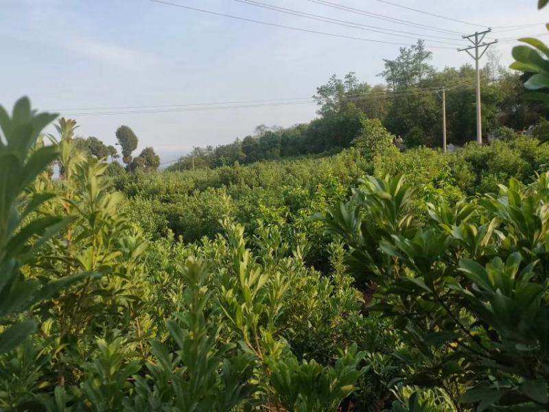 东魁杨梅树