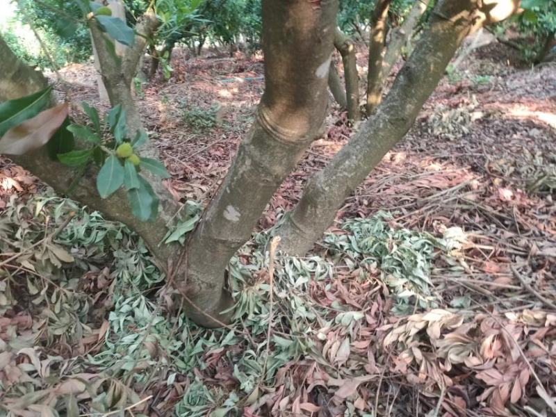 东魁杨梅树