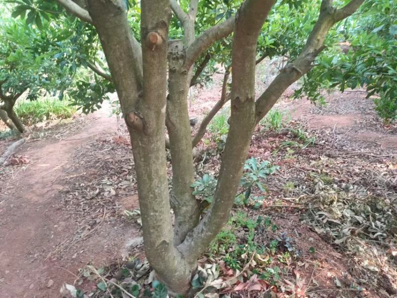 东魁杨梅树