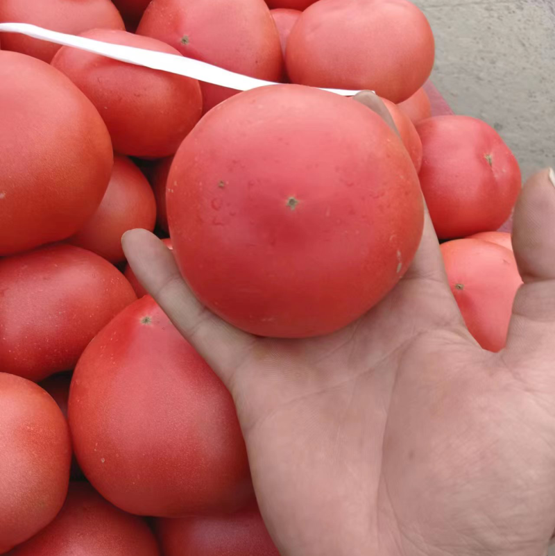产地货源精品西红柿市场货大量供应中欢迎咨询