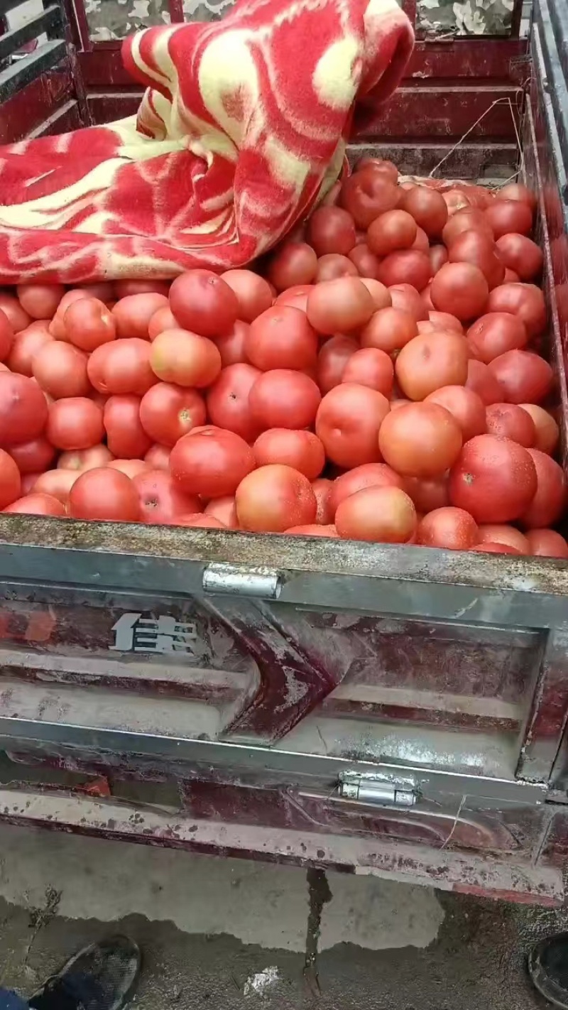 产地货源精品西红柿市场货大量供应中欢迎咨询