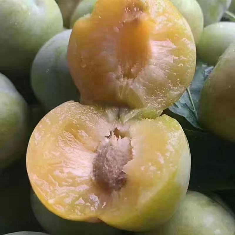 六马蜂糖李预定