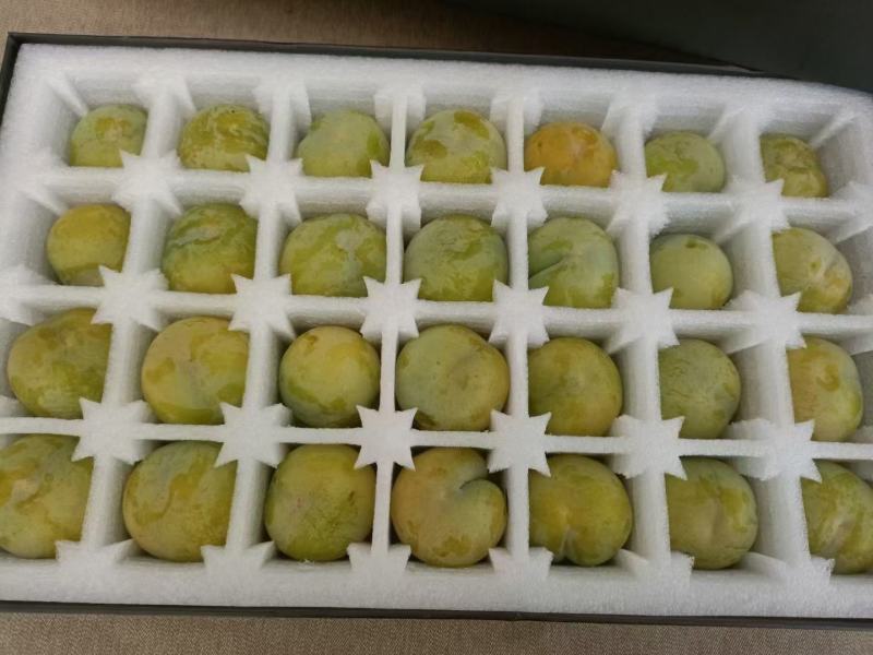 六马蜂糖李预定