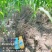 杀马特甜玉米除草剂糯玉米除草剂水果玉米除草剂
