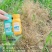杀马特甜玉米除草剂糯玉米除草剂水果玉米除草剂