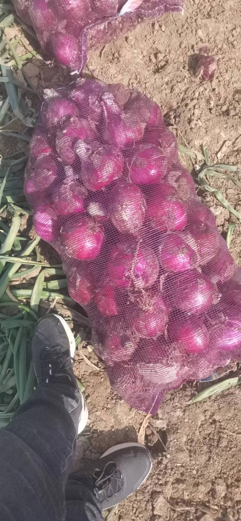 本地有大量洋葱，价格从优，针对各种电商.市场需求大量供应