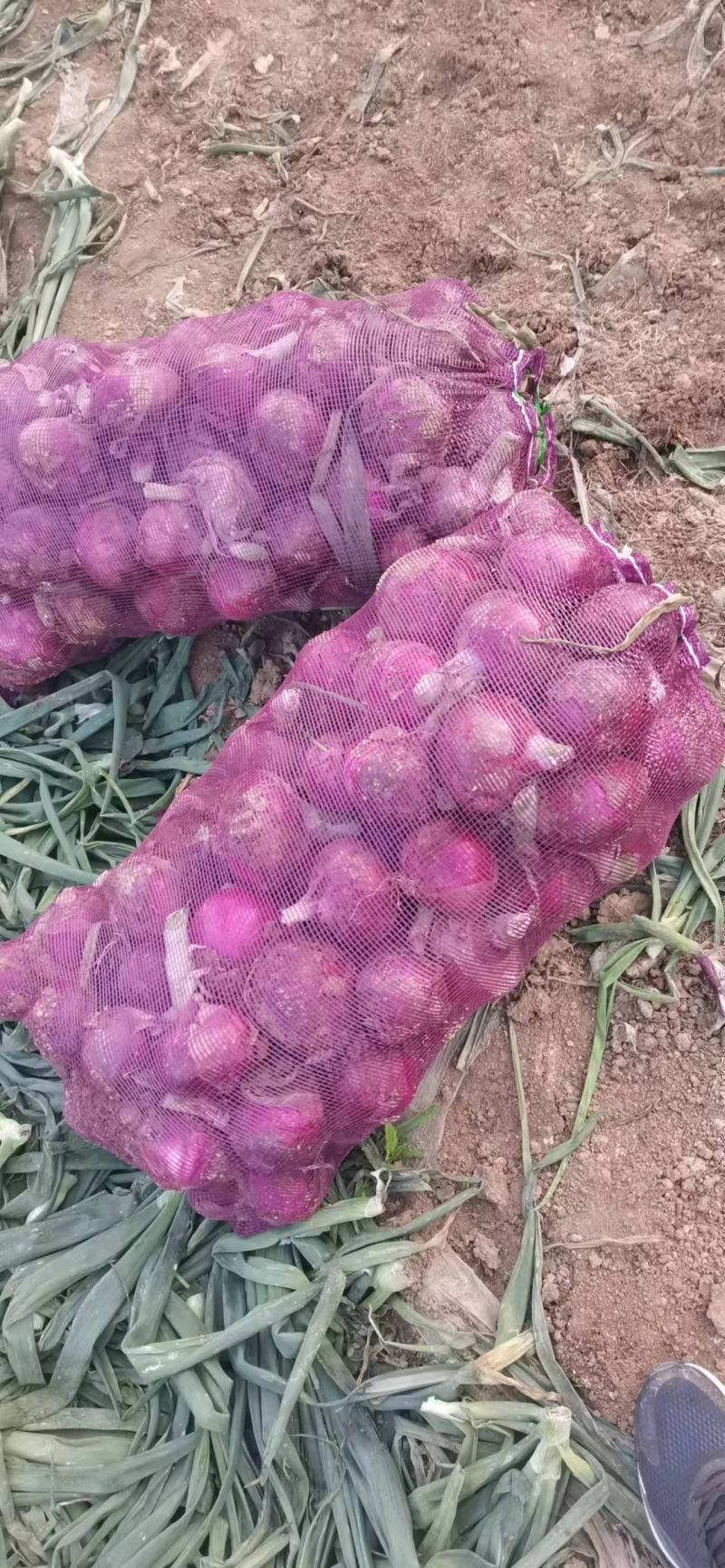 本地有大量洋葱，价格从优，针对各种电商.市场需求大量供应