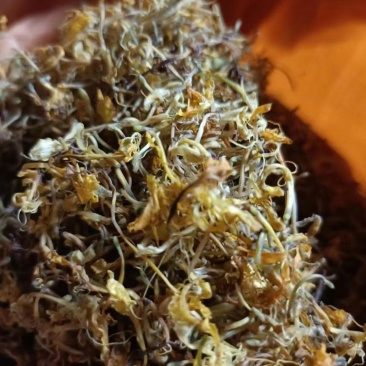 贵州金银花新货已经出来了