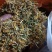 贵州金银花新货已经出来了