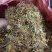 贵州金银花新货已经出来了