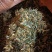 贵州金银花新货已经出来了