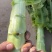 红莴笋