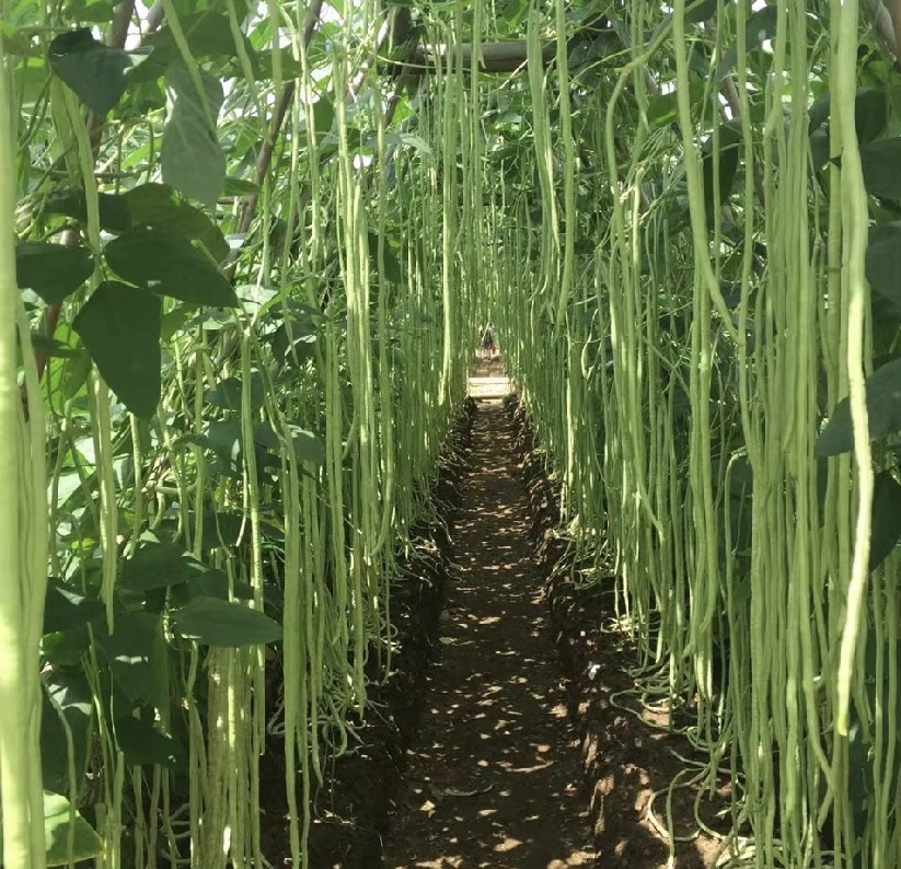 东北油豆角田间图