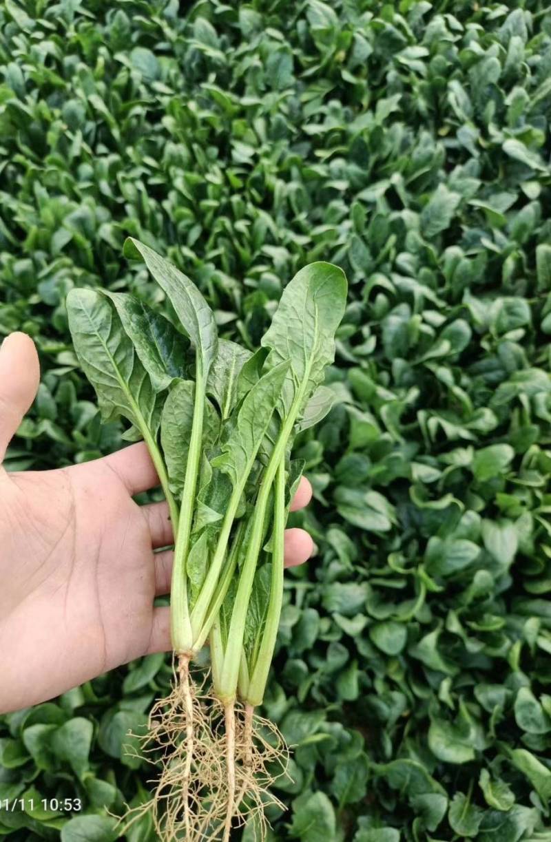 云南菠菜，精品大叶菠菜大量上市产地直发量大从优