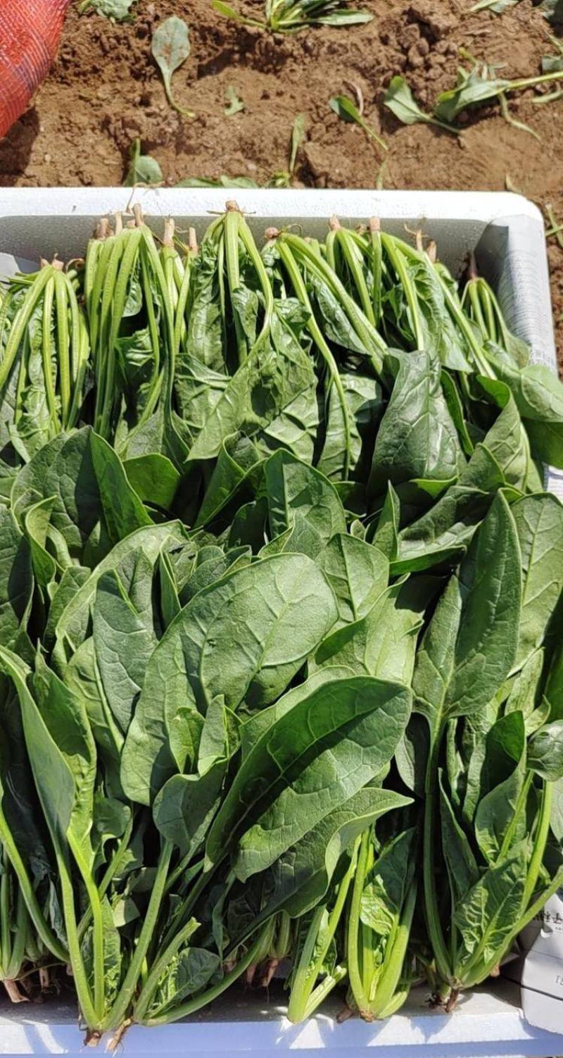 云南菠菜，精品大叶菠菜大量上市产地直发量大从优