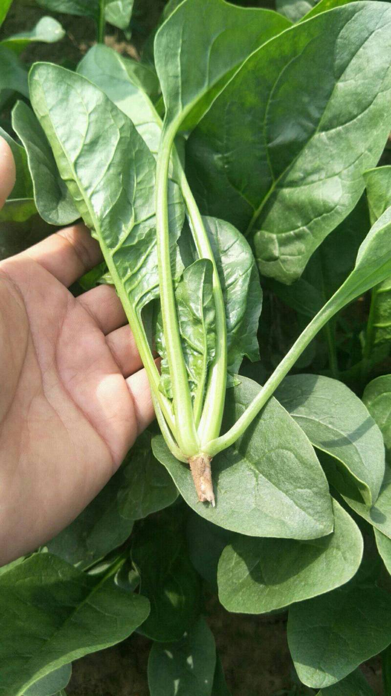 云南菠菜，精品大叶菠菜大量上市产地直发量大从优