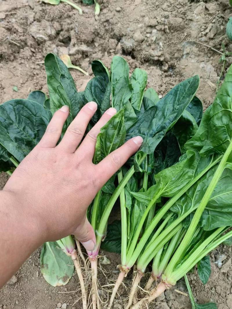 云南菠菜，精品大叶菠菜大量上市产地直发量大从优
