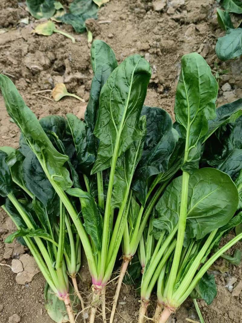 云南菠菜，精品大叶菠菜大量上市产地直发量大从优