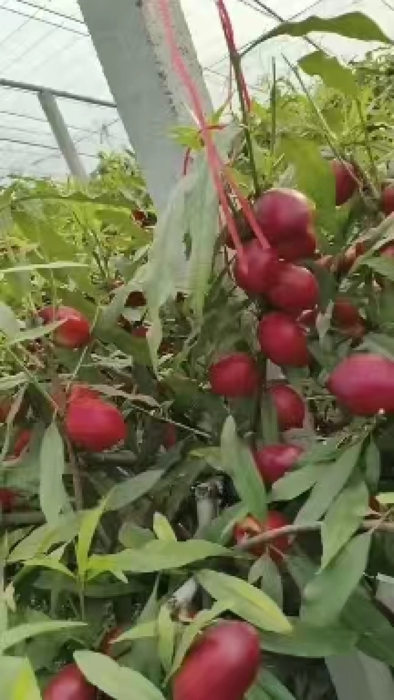 【精品油桃】黄心油桃脆甜可口保质保量大量上市来电