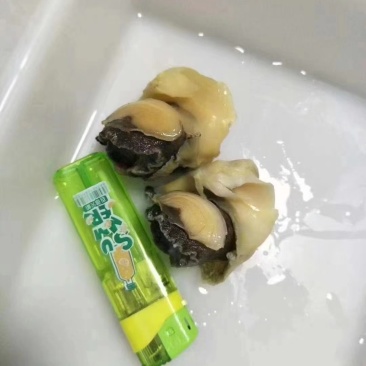 海螺肉工厂直发一手货源量大从优欢迎采购下单
