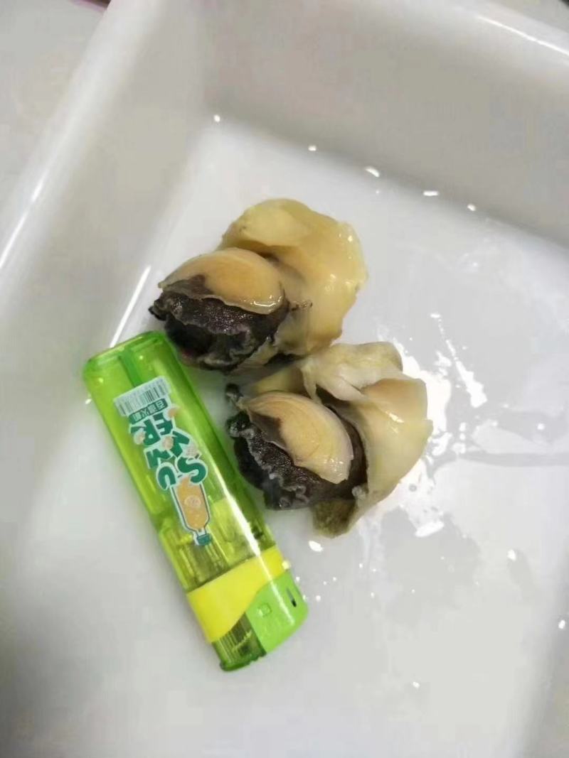 海螺肉工厂直发一手货源量大从优欢迎采购下单