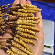 冬虫夏草，来自原产地高海拔地区的，丽江老君山原货，真材实
