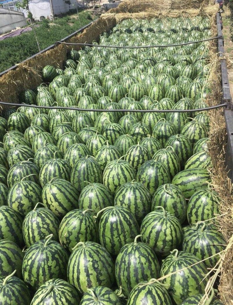 山东聊城西瓜甜王西瓜皮薄肉厚多汁产地直供全国发货