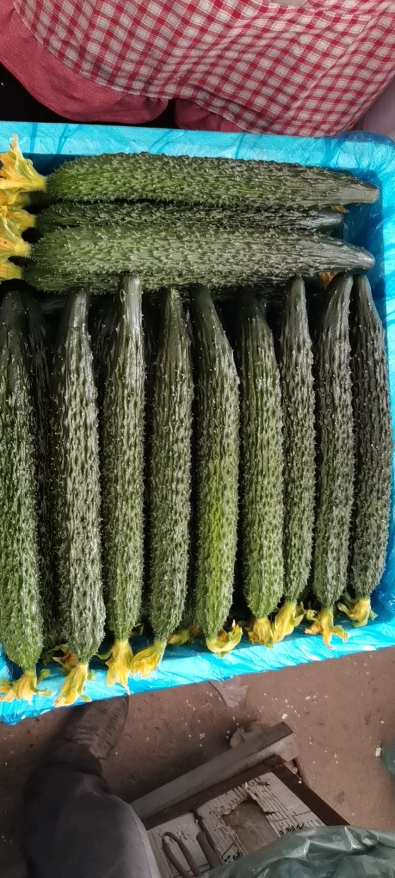 鲜花精品黑亮绿瓤密刺黄瓜