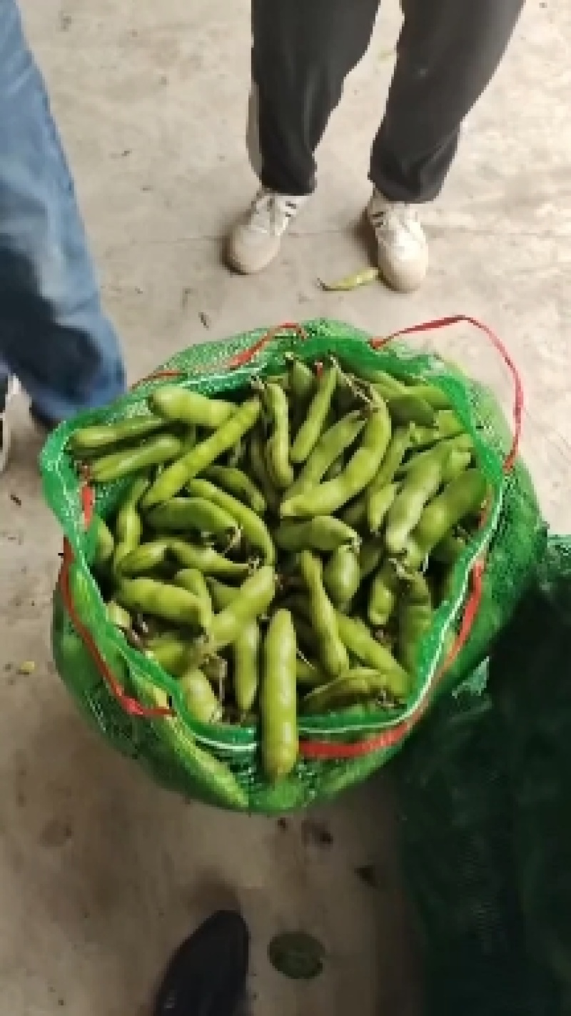精品甘兰，牛心菜，蚕豆大量上市欢迎来采购。
