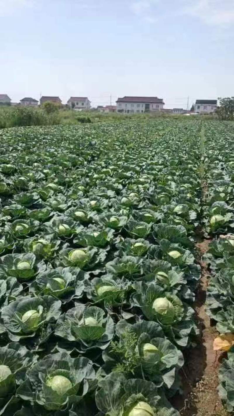 精品甘兰，牛心菜，蚕豆大量上市欢迎来采购。