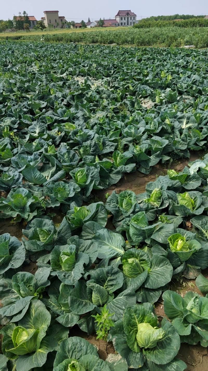 精品甘兰，牛心菜，蚕豆大量上市欢迎来采购。