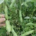 精品甘兰，牛心菜，蚕豆大量上市欢迎来采购。