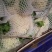 秦皇岛昌黎精品有机花菜大量有货价格美丽