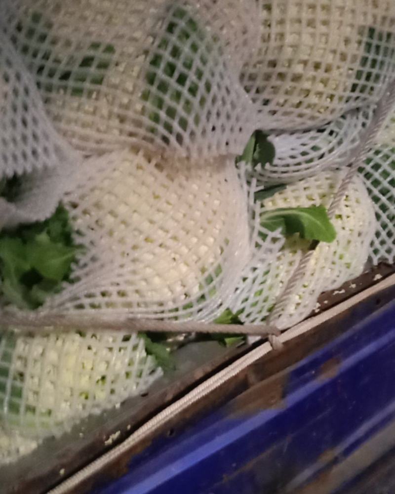 秦皇岛昌黎精品有机花菜大量有货价格美丽