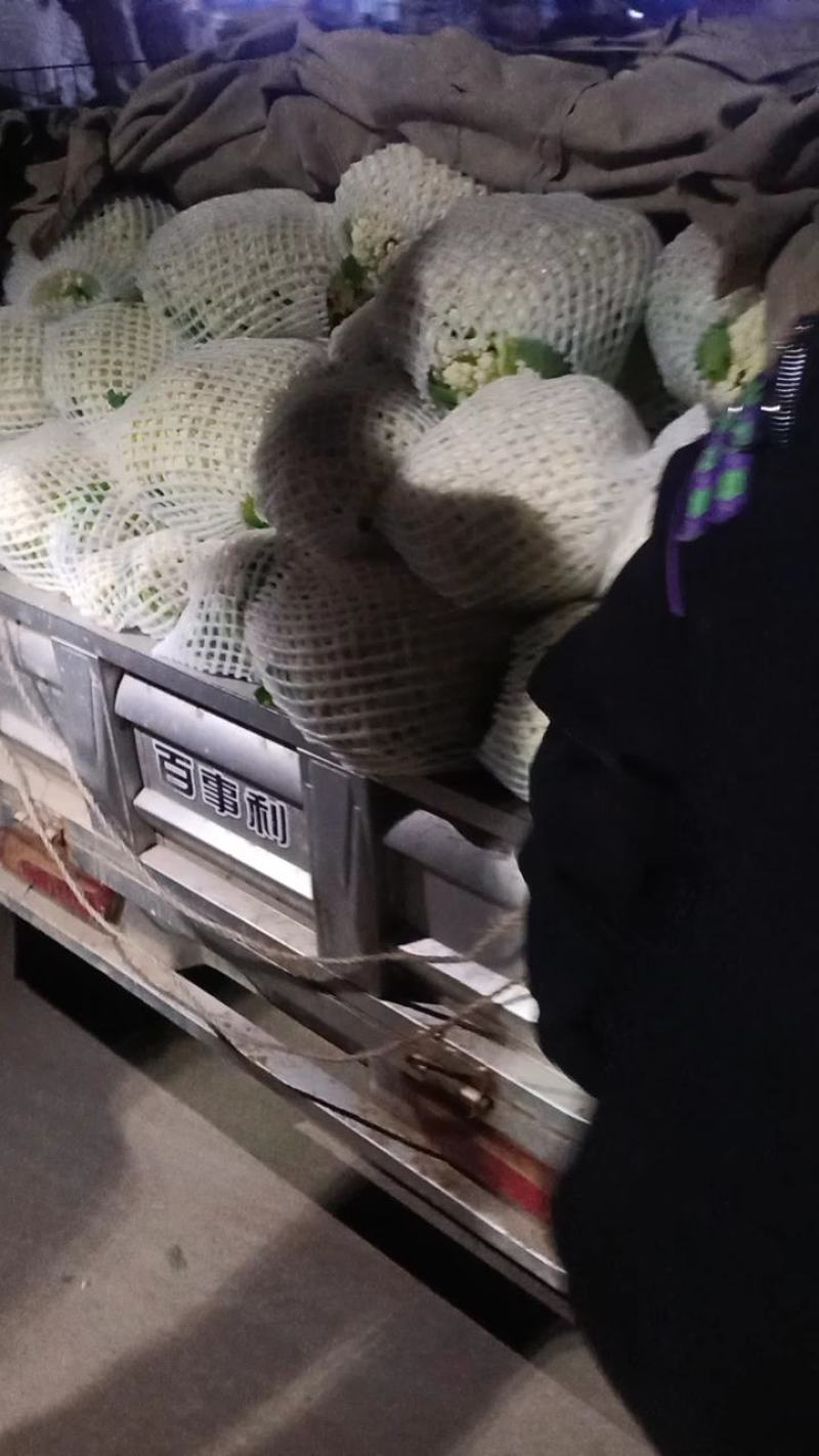 秦皇岛昌黎精品有机花菜大量有货价格美丽