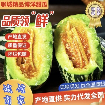 山东聊城甜瓜博洋九号甜瓜个大饱满甘甜多汁货源充足