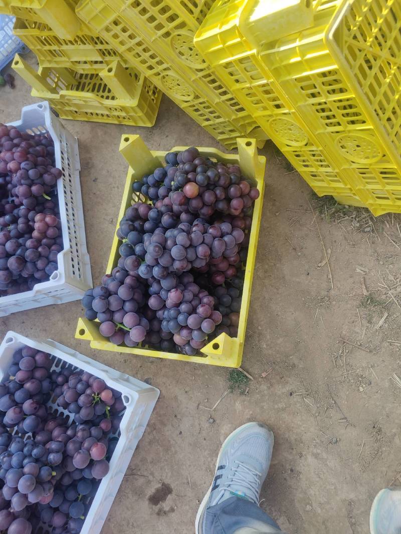 基地直发乒乓球球藤稔葡萄发往全国各地品质保障