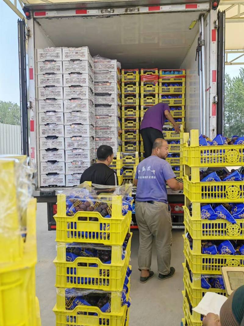 基地直发乒乓球球藤稔葡萄发往全国各地品质保障