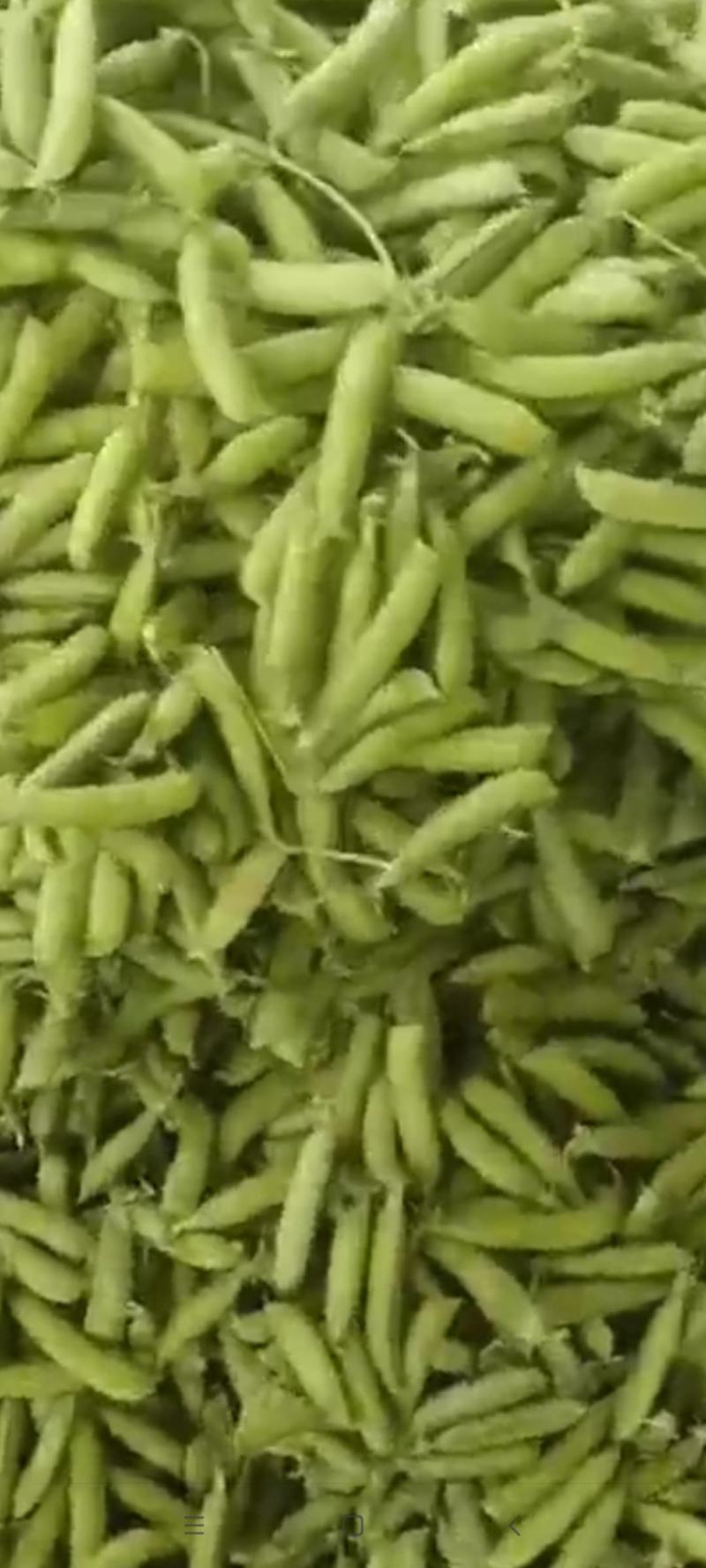 豌豆角基地，大量上市，欢迎全国各地老板合作共赢