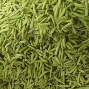 豌豆角基地，大量上市，欢迎全国各地老板合作共赢