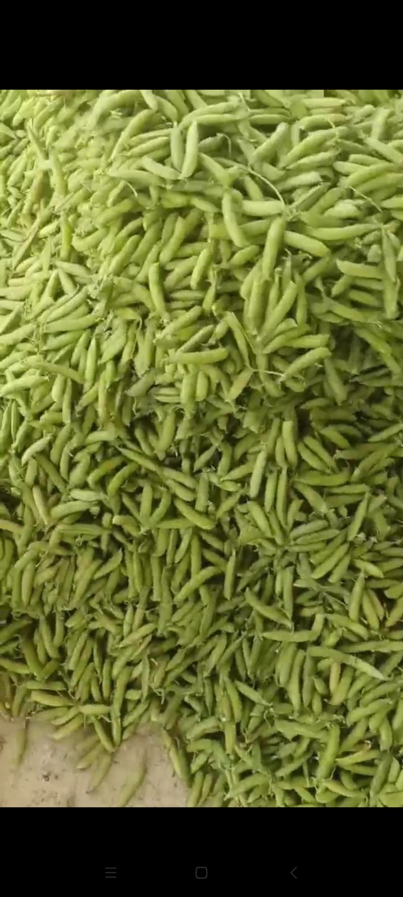 豌豆角基地，大量上市，欢迎全国各地老板合作共赢