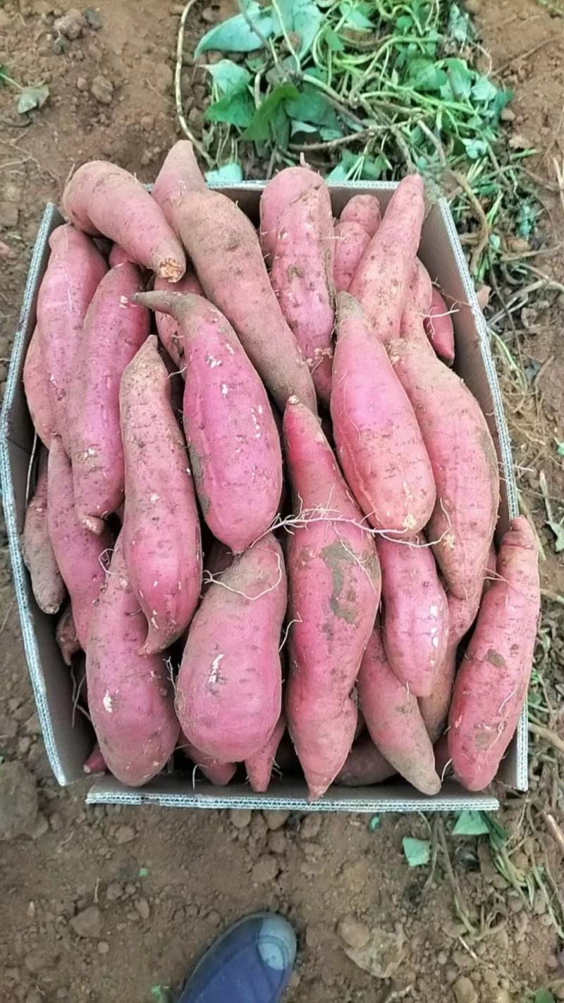 精品红薯西瓜红红薯商19货源充足量大从优欢迎咨询