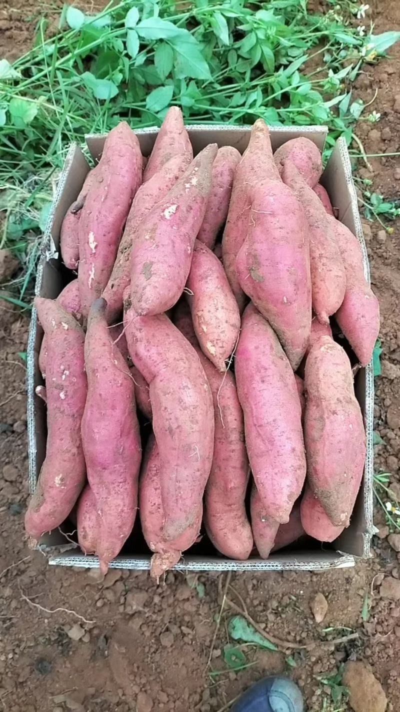 精品红薯西瓜红红薯商19货源充足量大从优欢迎咨询